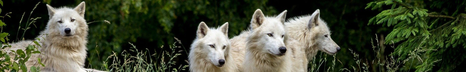 Bandeau Les Ptits Loups wolves 3785362 1920